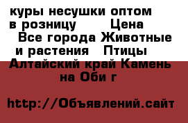 куры несушки.оптом 160 в розницу 200 › Цена ­ 200 - Все города Животные и растения » Птицы   . Алтайский край,Камень-на-Оби г.